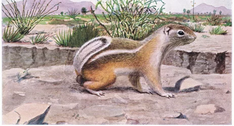 White Tailed Antelope Squirrel forrageia para sementes; frutas e insetos